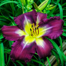 Magic in the Air Daylily